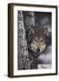 Gray Wolf-DLILLC-Framed Premium Photographic Print