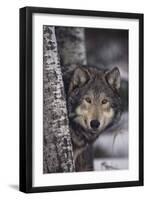 Gray Wolf-DLILLC-Framed Premium Photographic Print