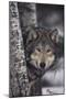 Gray Wolf-DLILLC-Mounted Premium Photographic Print