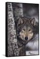 Gray Wolf-DLILLC-Framed Stretched Canvas