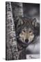 Gray Wolf-DLILLC-Stretched Canvas