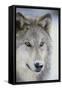 Gray Wolf-DLILLC-Framed Stretched Canvas