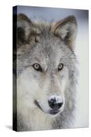 Gray Wolf-DLILLC-Stretched Canvas