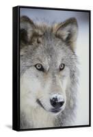 Gray Wolf-DLILLC-Framed Stretched Canvas