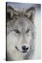 Gray Wolf-DLILLC-Stretched Canvas