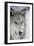 Gray Wolf-DLILLC-Framed Premium Photographic Print