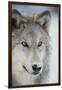 Gray Wolf-DLILLC-Framed Premium Photographic Print