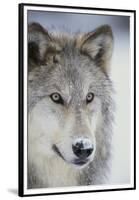 Gray Wolf-DLILLC-Framed Premium Photographic Print
