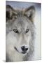 Gray Wolf-DLILLC-Mounted Premium Photographic Print