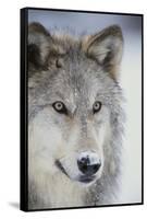 Gray Wolf-DLILLC-Framed Stretched Canvas