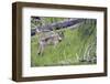 Gray Wolf-Ken Archer-Framed Photographic Print