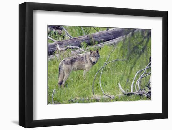 Gray Wolf-Ken Archer-Framed Photographic Print