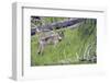 Gray Wolf-Ken Archer-Framed Photographic Print