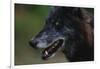 Gray Wolf-W. Perry Conway-Framed Photographic Print