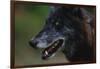 Gray Wolf-W. Perry Conway-Framed Photographic Print