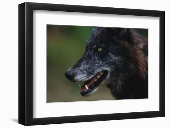 Gray Wolf-W. Perry Conway-Framed Photographic Print