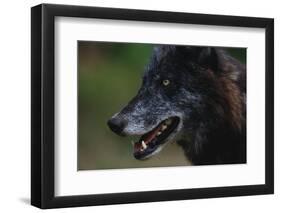 Gray Wolf-W. Perry Conway-Framed Photographic Print