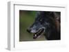 Gray Wolf-W. Perry Conway-Framed Photographic Print