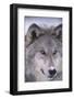 Gray Wolf-DLILLC-Framed Photographic Print