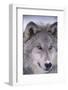 Gray Wolf-DLILLC-Framed Photographic Print