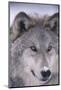 Gray Wolf-DLILLC-Mounted Photographic Print