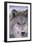Gray Wolf-DLILLC-Framed Photographic Print