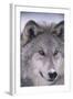 Gray Wolf-DLILLC-Framed Photographic Print