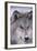 Gray Wolf-DLILLC-Framed Photographic Print