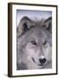 Gray Wolf-DLILLC-Framed Photographic Print