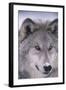 Gray Wolf-DLILLC-Framed Photographic Print