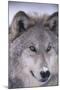 Gray Wolf-DLILLC-Mounted Photographic Print