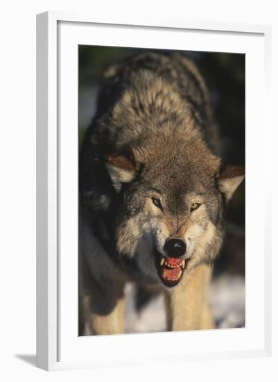 Gray Wolf-DLILLC-Framed Photographic Print