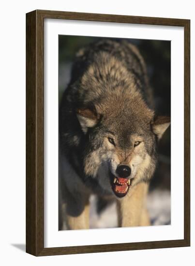 Gray Wolf-DLILLC-Framed Photographic Print