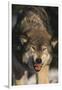 Gray Wolf-DLILLC-Framed Photographic Print