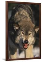 Gray Wolf-DLILLC-Framed Photographic Print