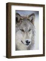 Gray Wolf-DLILLC-Framed Photographic Print