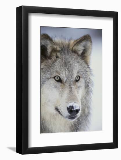 Gray Wolf-DLILLC-Framed Photographic Print