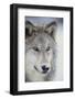 Gray Wolf-DLILLC-Framed Photographic Print