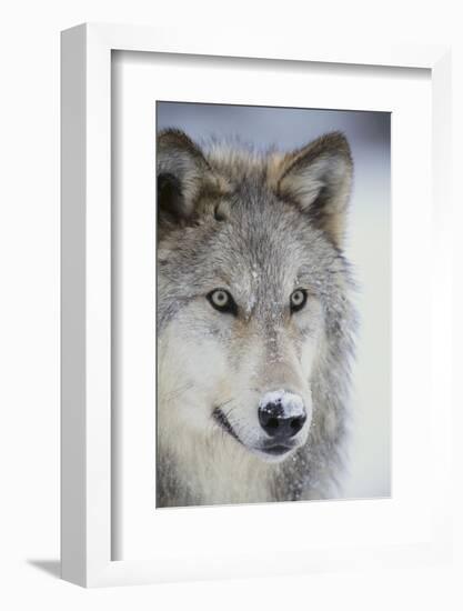 Gray Wolf-DLILLC-Framed Photographic Print