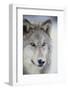 Gray Wolf-DLILLC-Framed Photographic Print