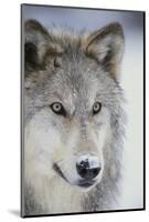 Gray Wolf-DLILLC-Mounted Photographic Print