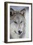 Gray Wolf-DLILLC-Framed Photographic Print