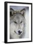 Gray Wolf-DLILLC-Framed Photographic Print