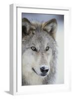 Gray Wolf-DLILLC-Framed Photographic Print