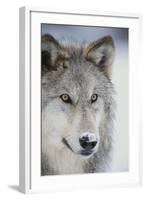 Gray Wolf-DLILLC-Framed Photographic Print