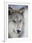 Gray Wolf-DLILLC-Framed Photographic Print