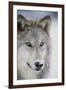 Gray Wolf-DLILLC-Framed Photographic Print