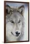 Gray Wolf-DLILLC-Framed Photographic Print