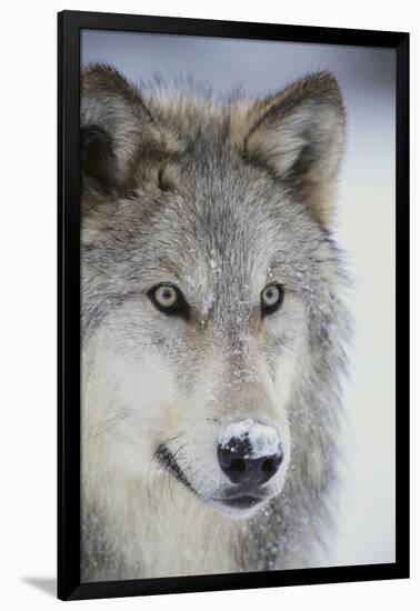 Gray Wolf-DLILLC-Framed Photographic Print