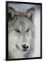 Gray Wolf-DLILLC-Framed Photographic Print